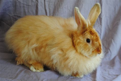 English <b>Angora</b> <b>rabbits</b> look like a round ball of fluff covering their face and ears. . Satin angora rabbits for sale